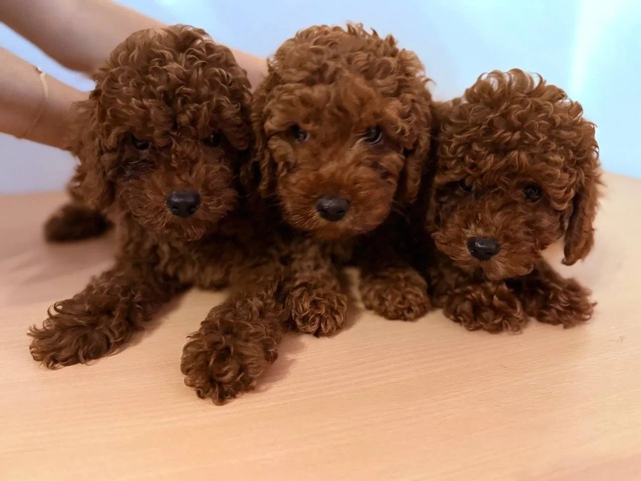 Tres cachorros de caniche marrón acurrucados juntos, mirando a la cámara.