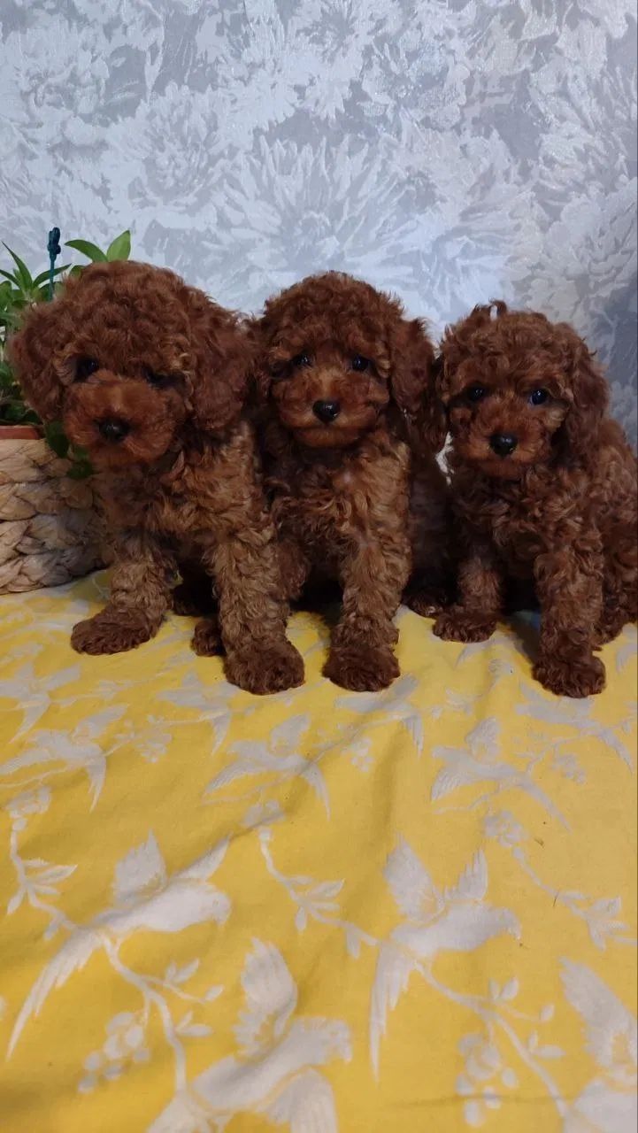 Tres cachorros de caniche marrón sentados sobre una manta floral amarilla.