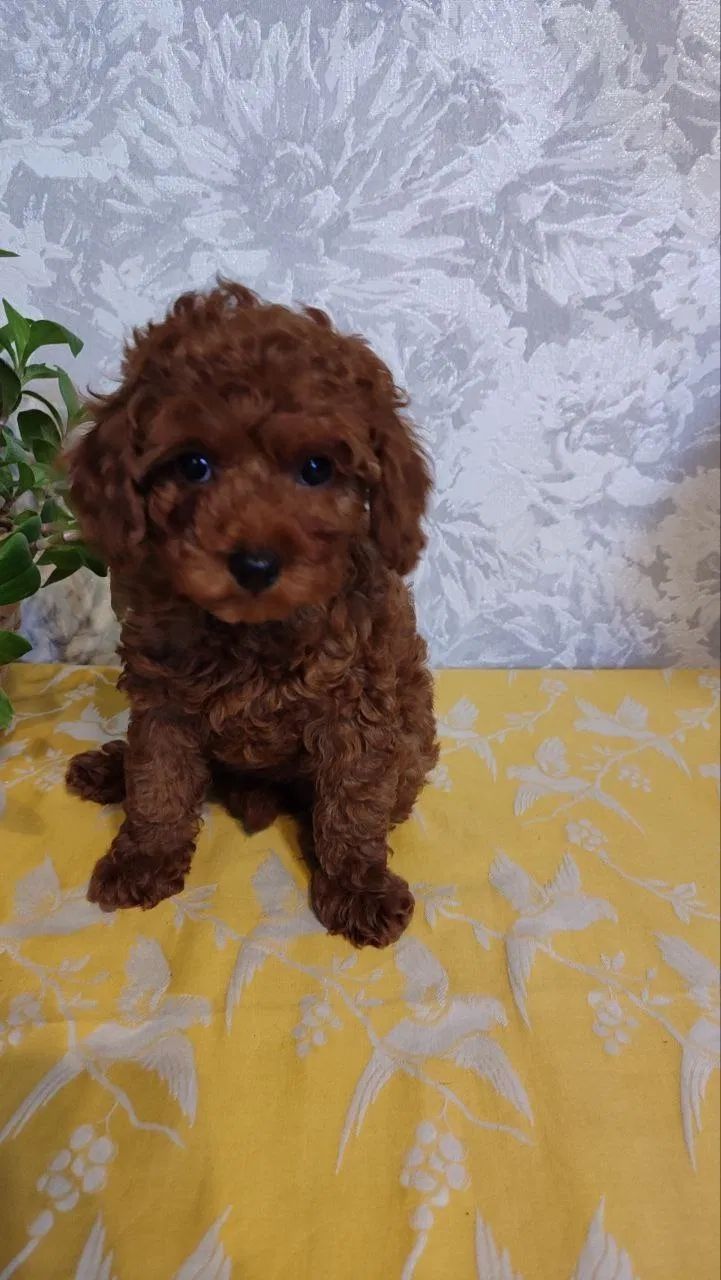 Cachorro de caniche toy marrón sentado sobre una tela floral amarilla, contra un fondo estampado.
