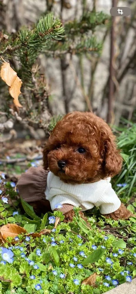 Un caniche marrón que viste un suéter blanco y pantalones marrones está sentado en un follaje verde.