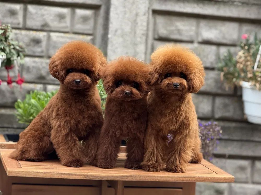 Tres caniches toy marrones están sentados en una mesa de madera. Tienen el pelaje esponjoso y miran a la cámara. Fondo: pared de ladrillos.