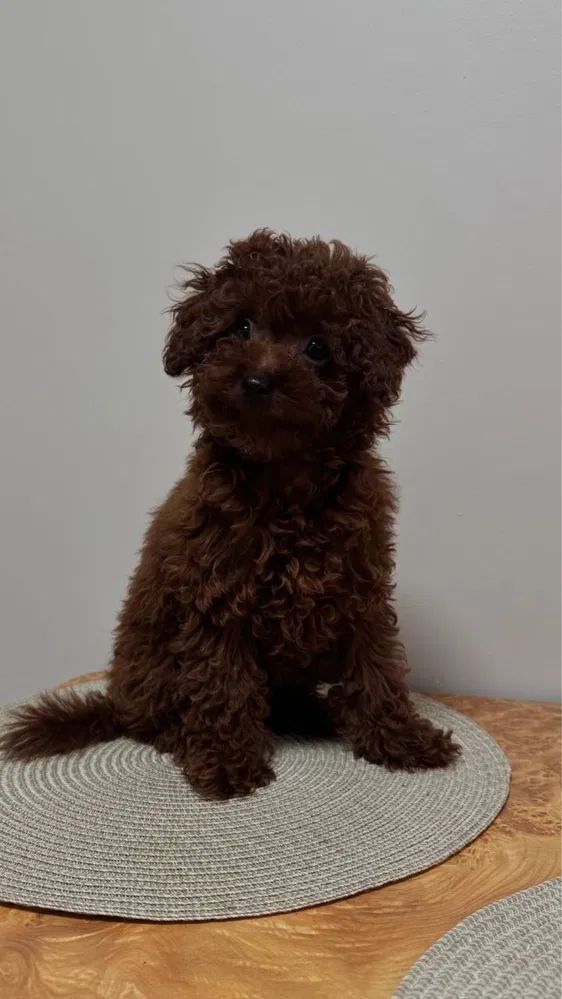 Cachorro caniche marrón sentado sobre una estera tejida.