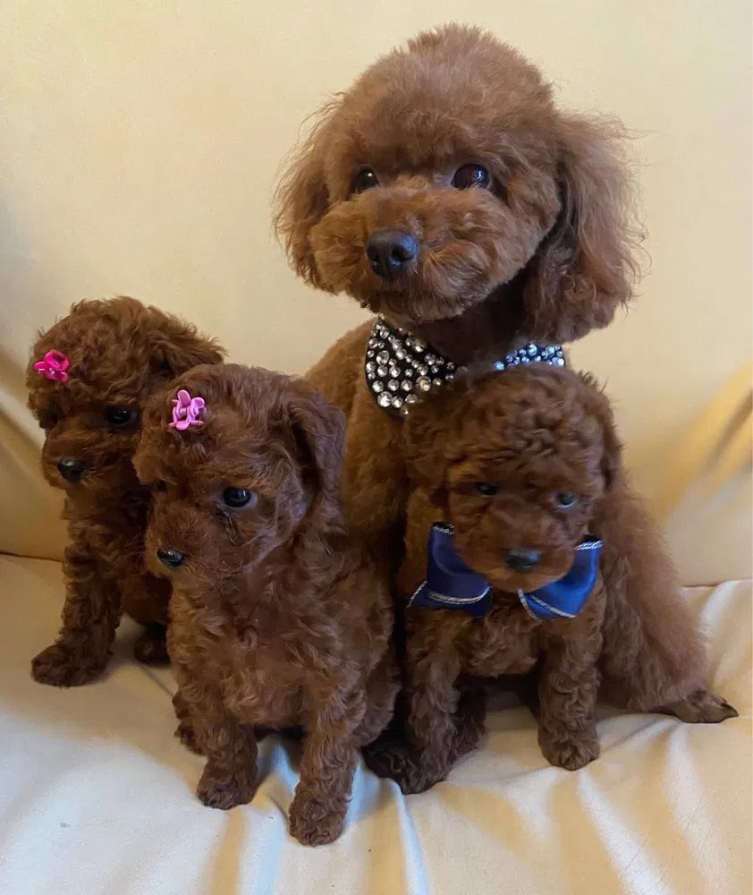 Un caniche marrón con tres cachorros, todos con moños, se sientan juntos.