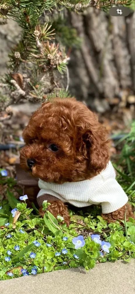 Un pequeño perro marrón que viste un suéter blanco está sentado en un lecho de plantas verdes con pequeñas flores azules.