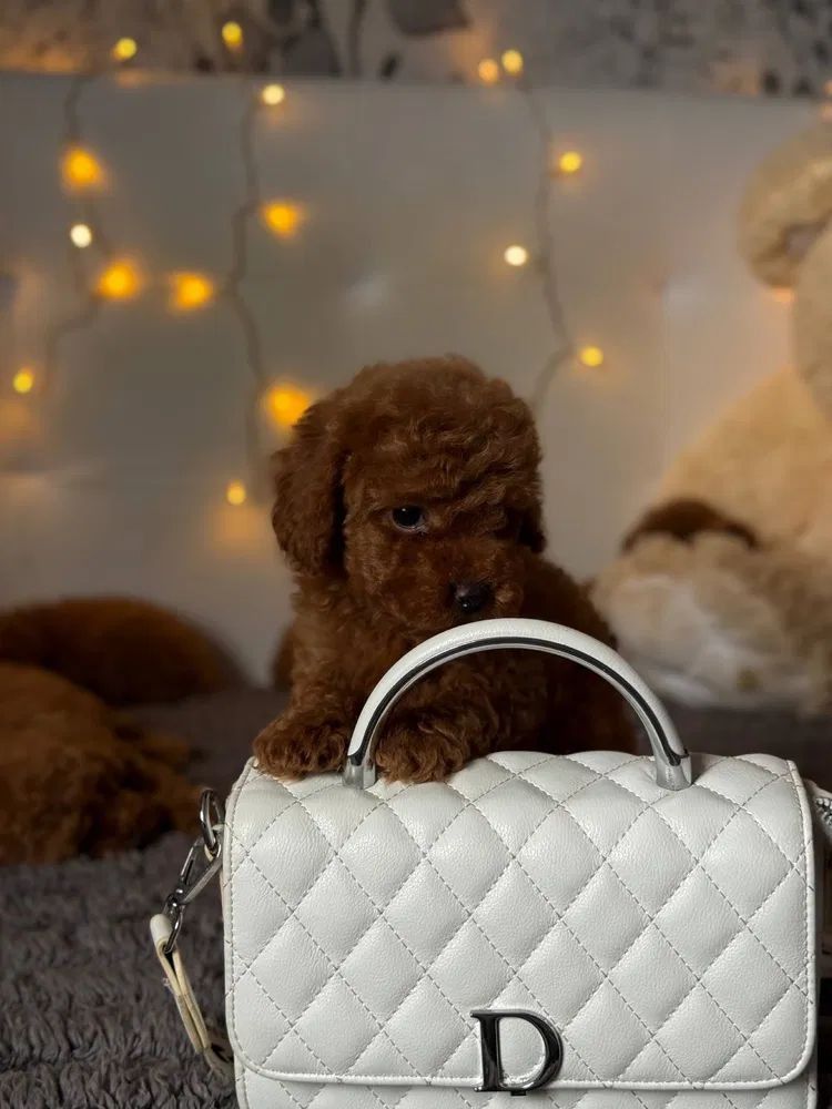 Cachorro de caniche marrón posado en un bolso acolchado blanco con un logotipo