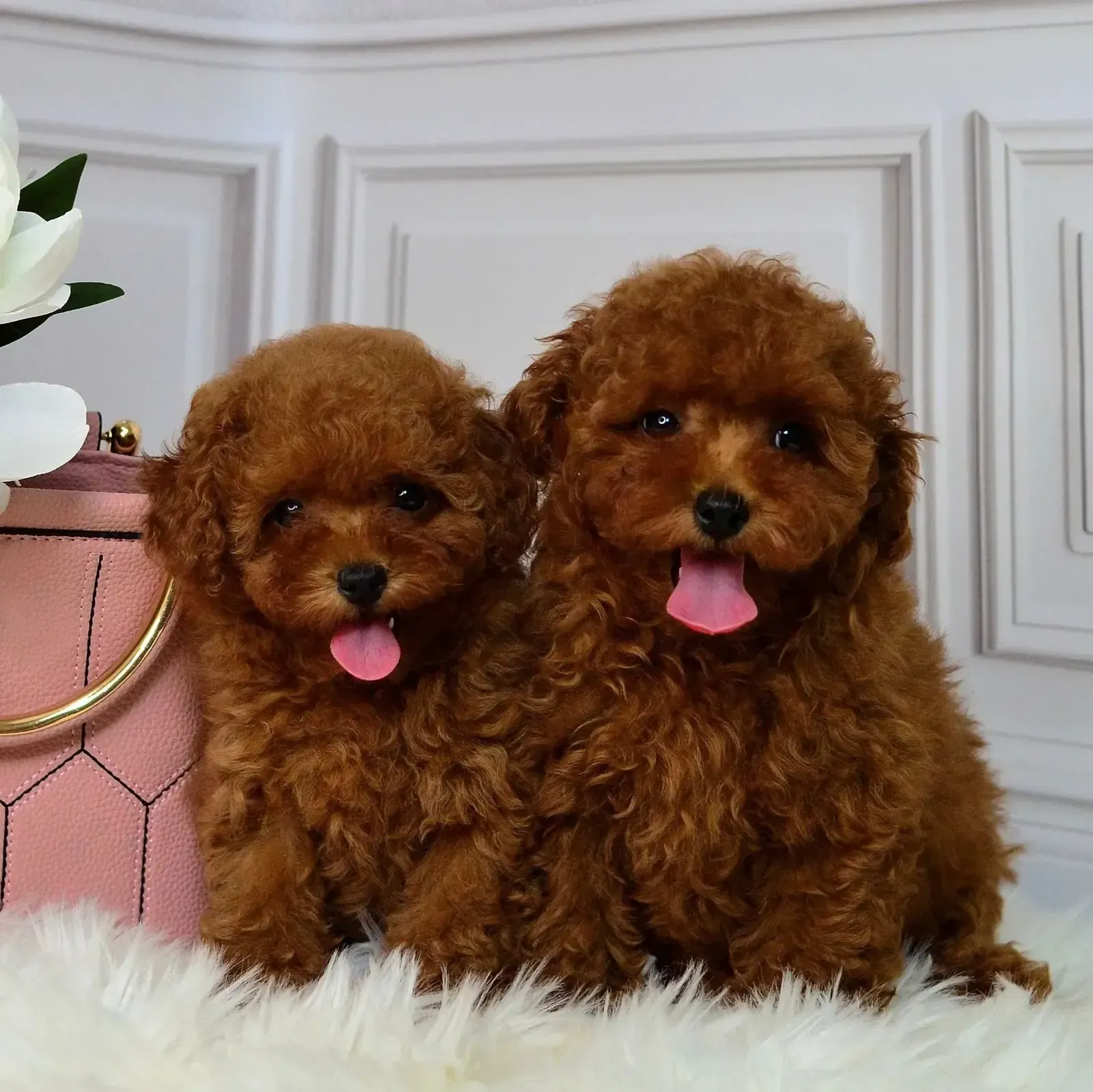 Dos cachorros de caniche toy marrón con lenguas rosadas afuera, sentados sobre una alfombra blanca y esponjosa.