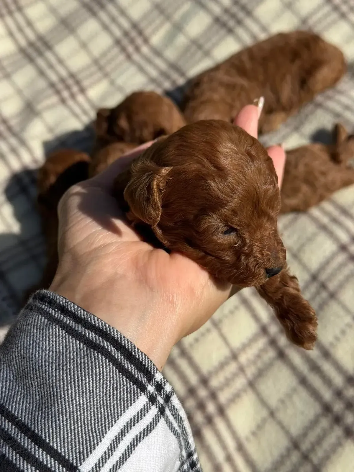 Persona sosteniendo un pequeño cachorro marrón sobre una manta a cuadros, con otros cachorros en el fondo.