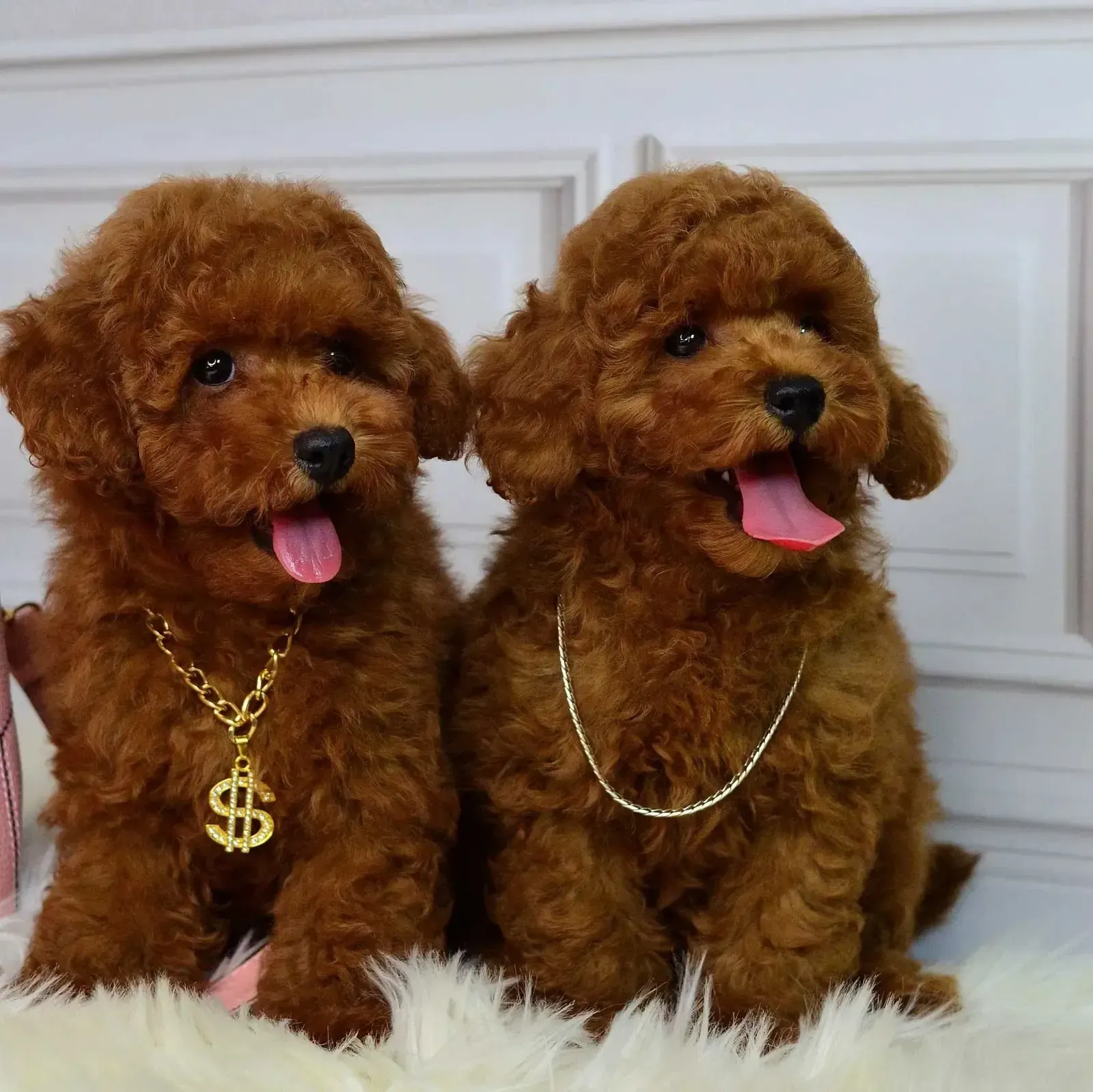 Dos caniches toy marrones con la boca abierta y la lengua rosada, con collares dorados, sentados sobre una superficie blanca y esponjosa.