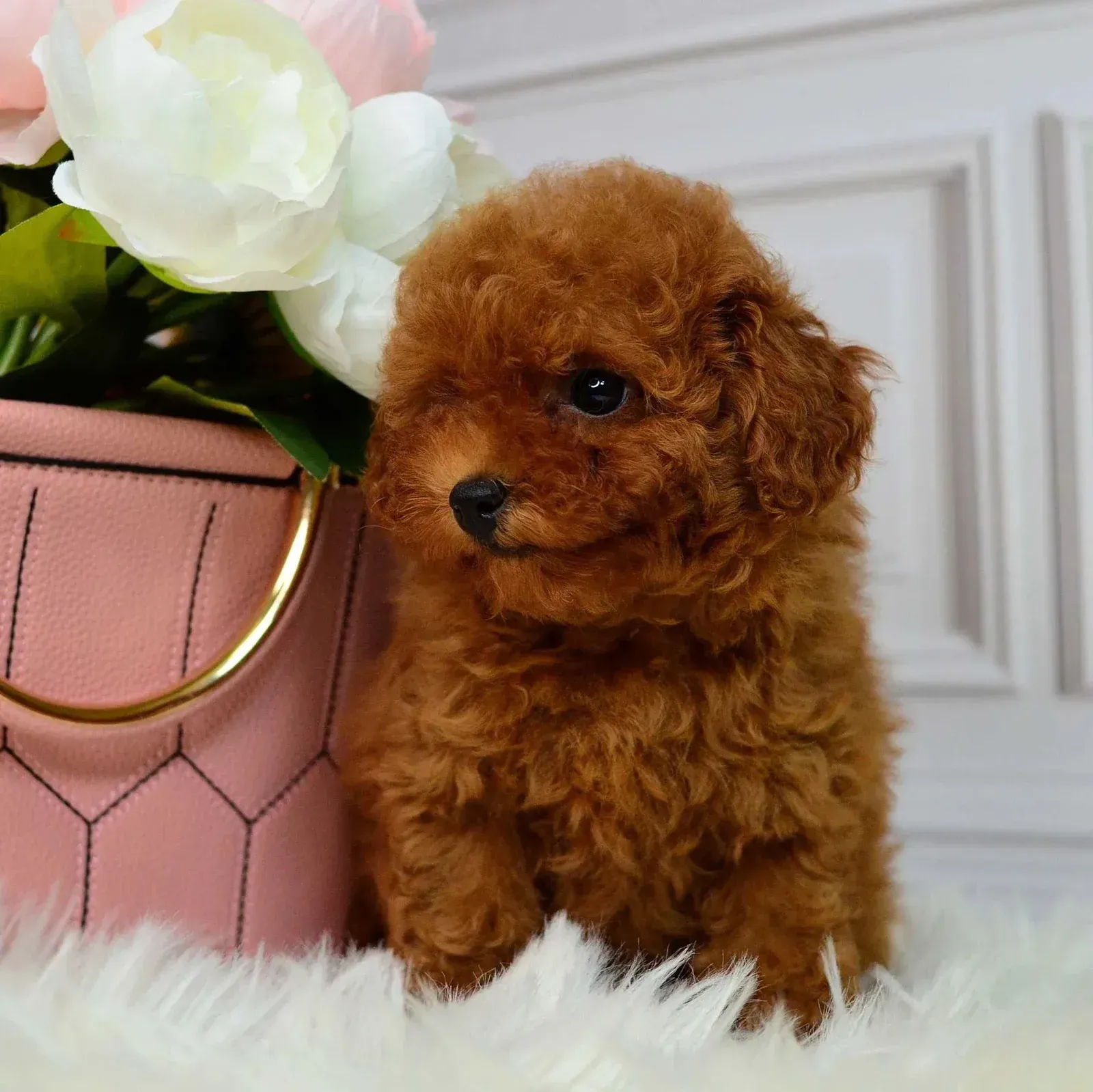 Un cachorro de caniche toy marrón se sienta cerca de una canasta de flores rosas.