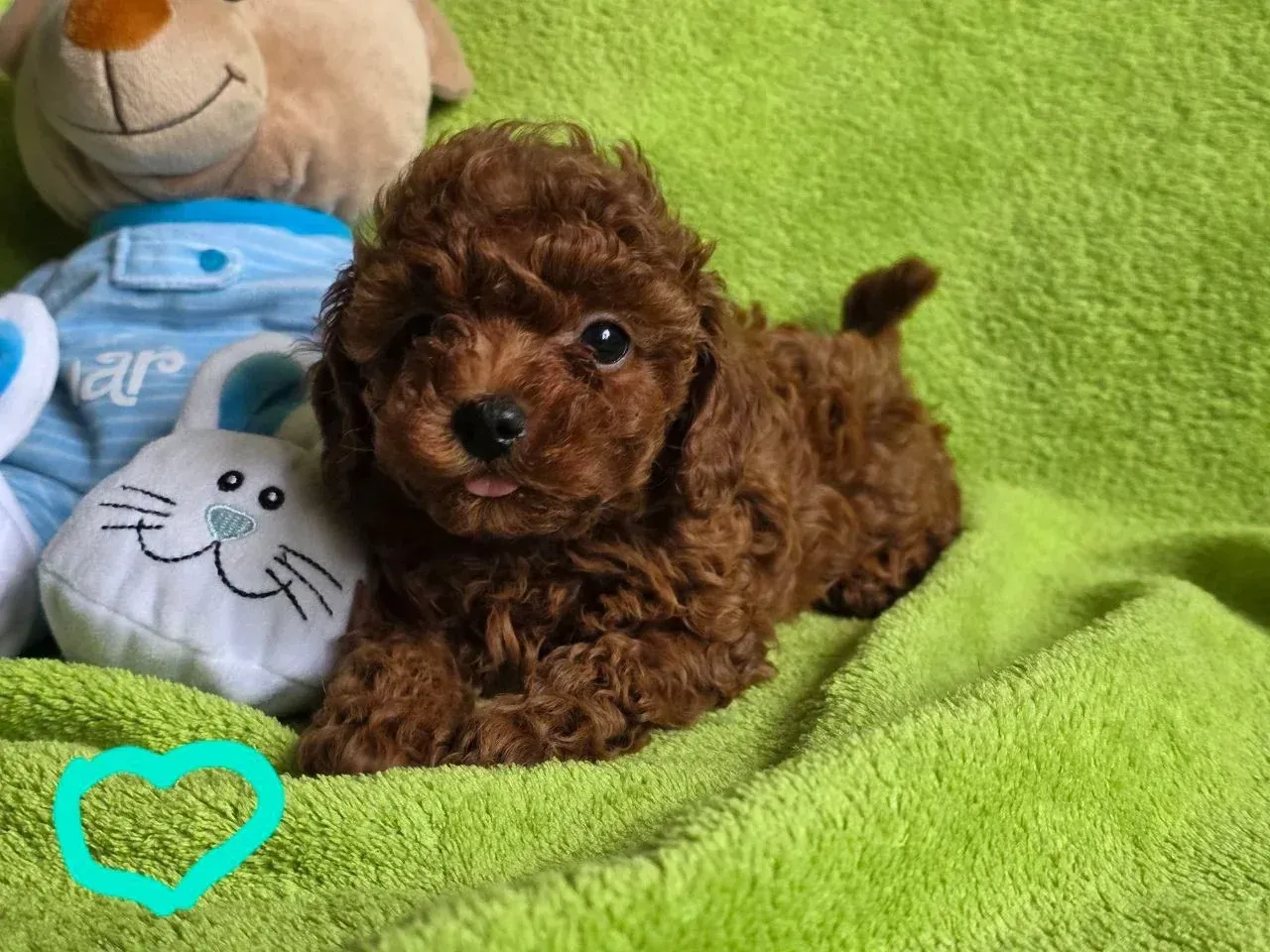 Cachorro de caniche toy marrón acostado sobre una manta verde, al lado de animales de peluche.