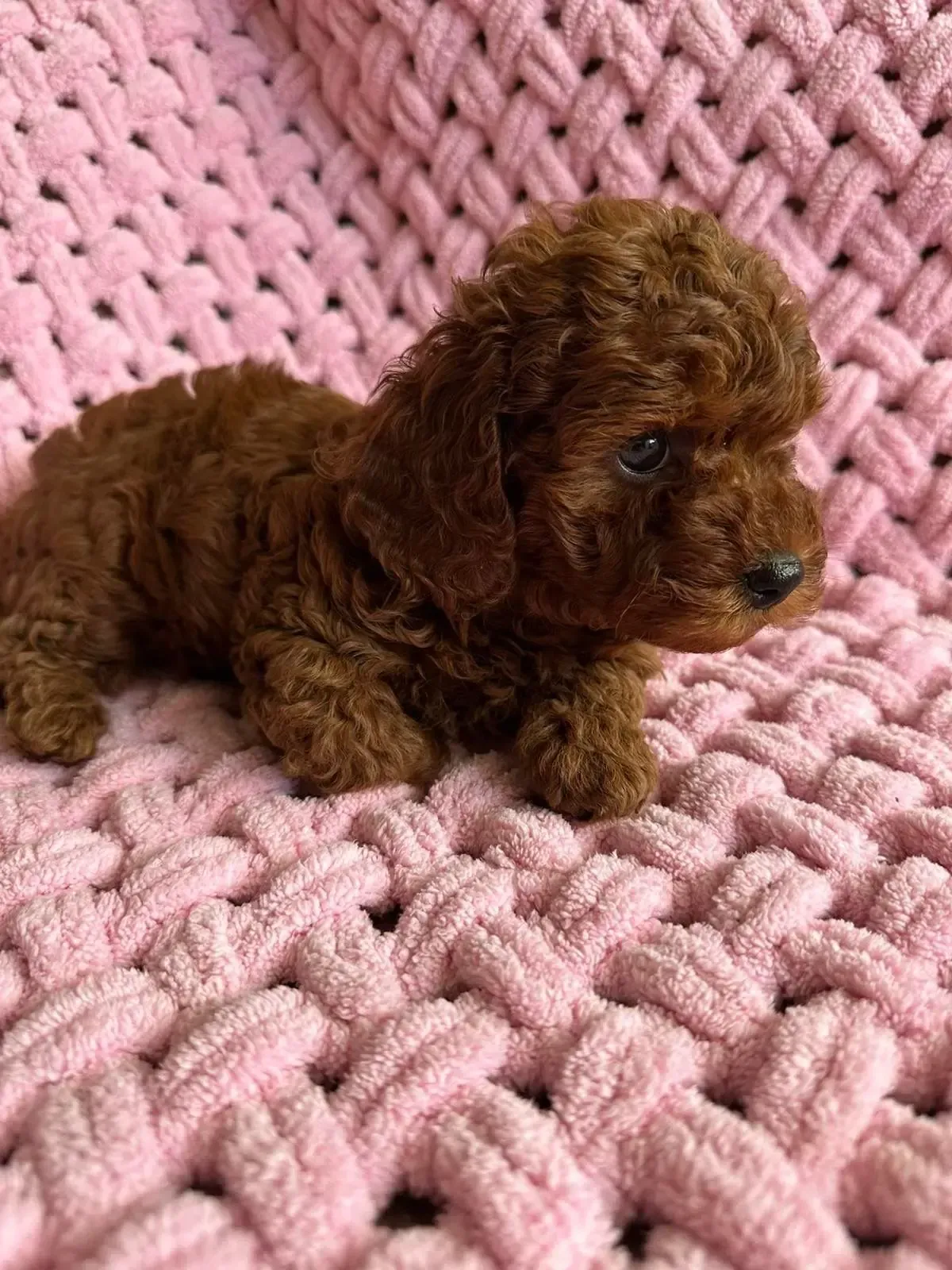 Cachorro de caniche toy marrón sobre una manta de crochet rosa.