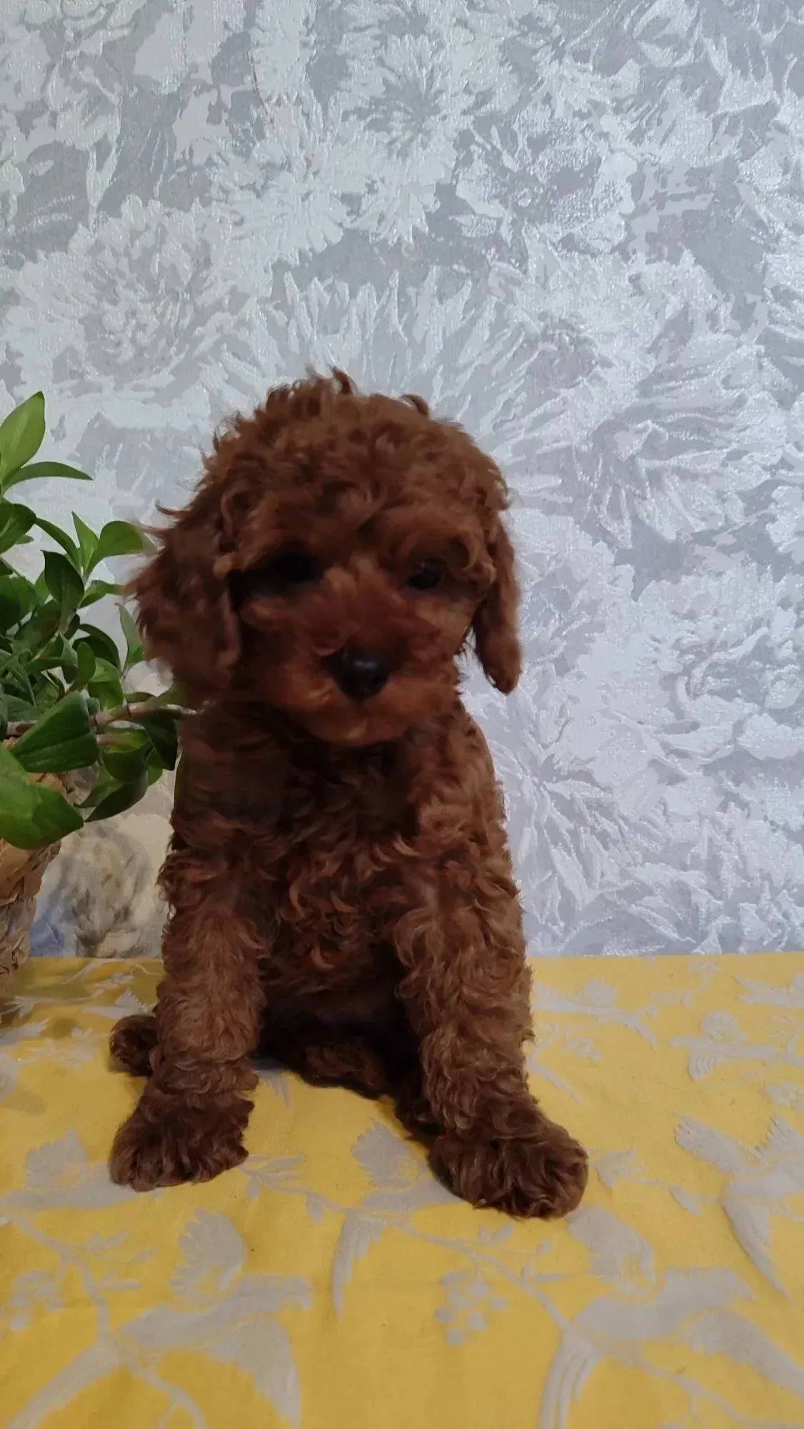 Cachorro caniche marrón sentado sobre una superficie amarilla con un fondo texturizado.