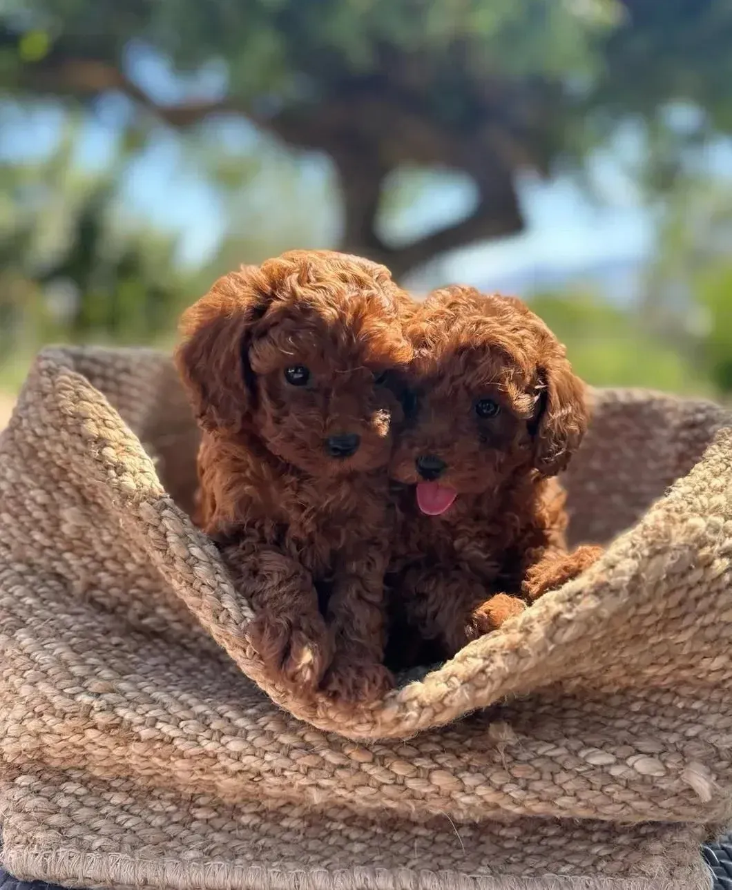 Dos cachorros de caniche de color marrón rojizo se acurrucan en una canasta tejida al aire libre, uno con la lengua afuera.