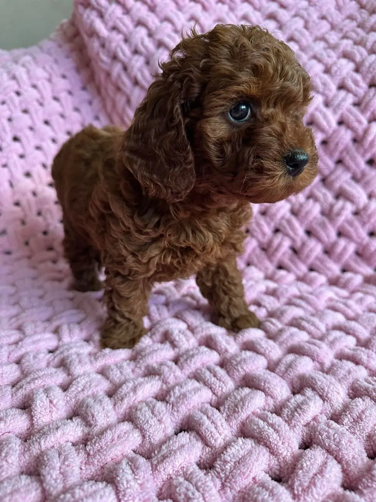 Un pequeño cachorro de pelo castaño y rizado se encuentra sobre una manta tejida de color rosa y mira hacia un lado.