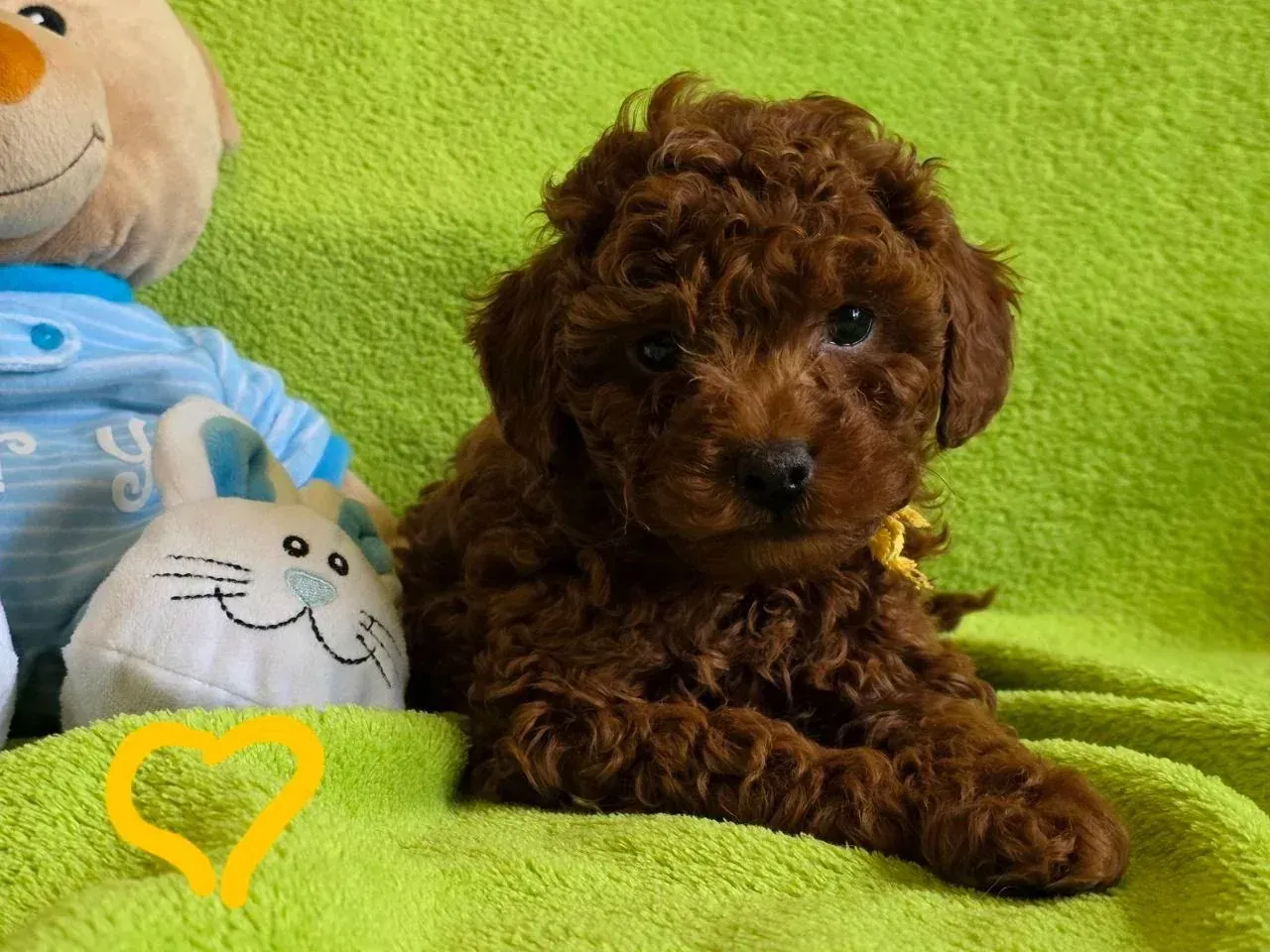 Cachorro de caniche marrón acostado sobre una manta verde, al lado de un juguete de peluche y un conejito.