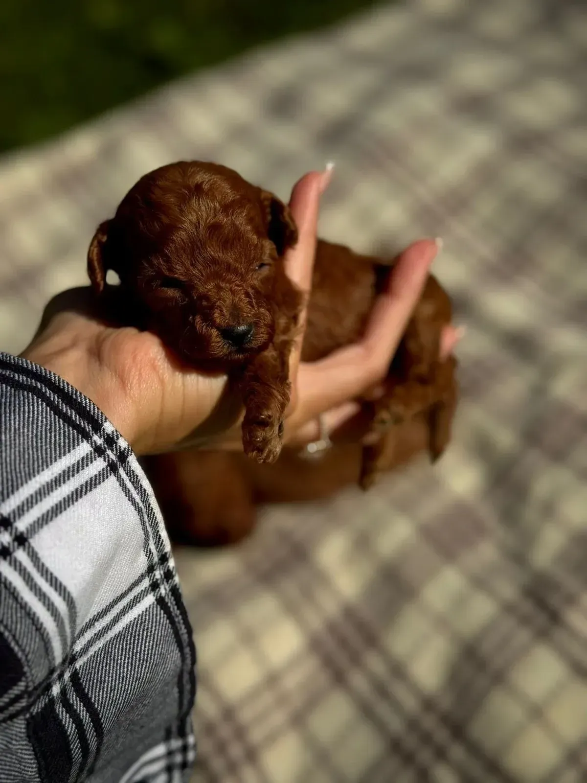 Un pequeño cachorro de color marrón rojizo acurrucado en la mano de una persona, descansando sobre una manta a cuadros bajo la luz del sol.