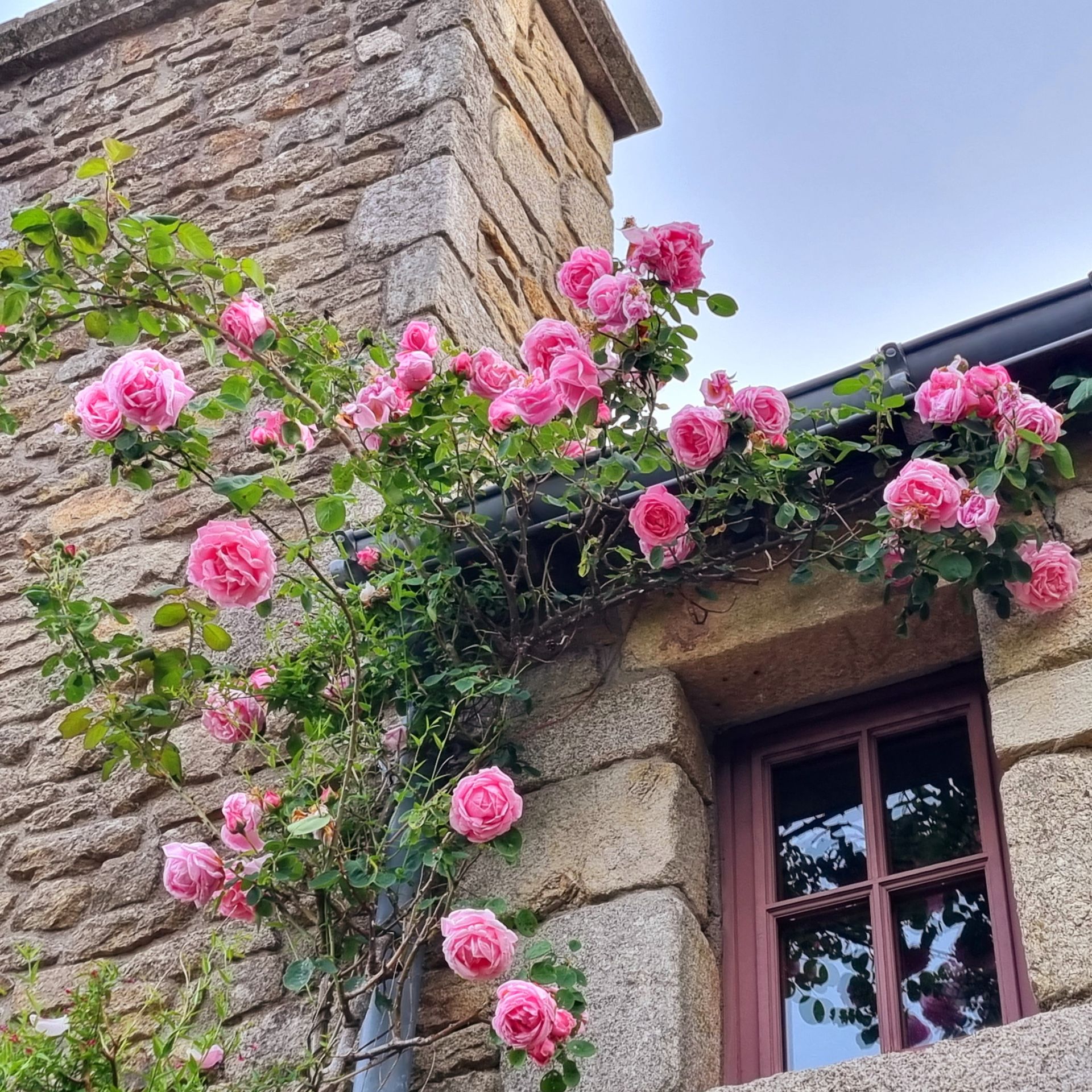 Roses sur le mur du restaurant