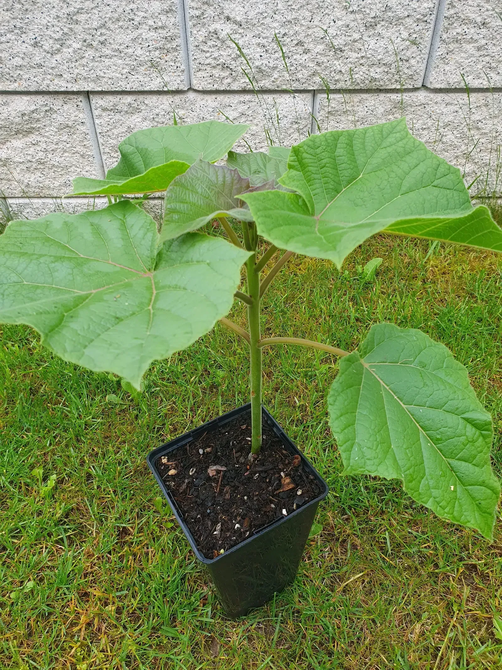 Im Gras wächst ein Paulownia/Kiribaum in einem schwarzen Topf.