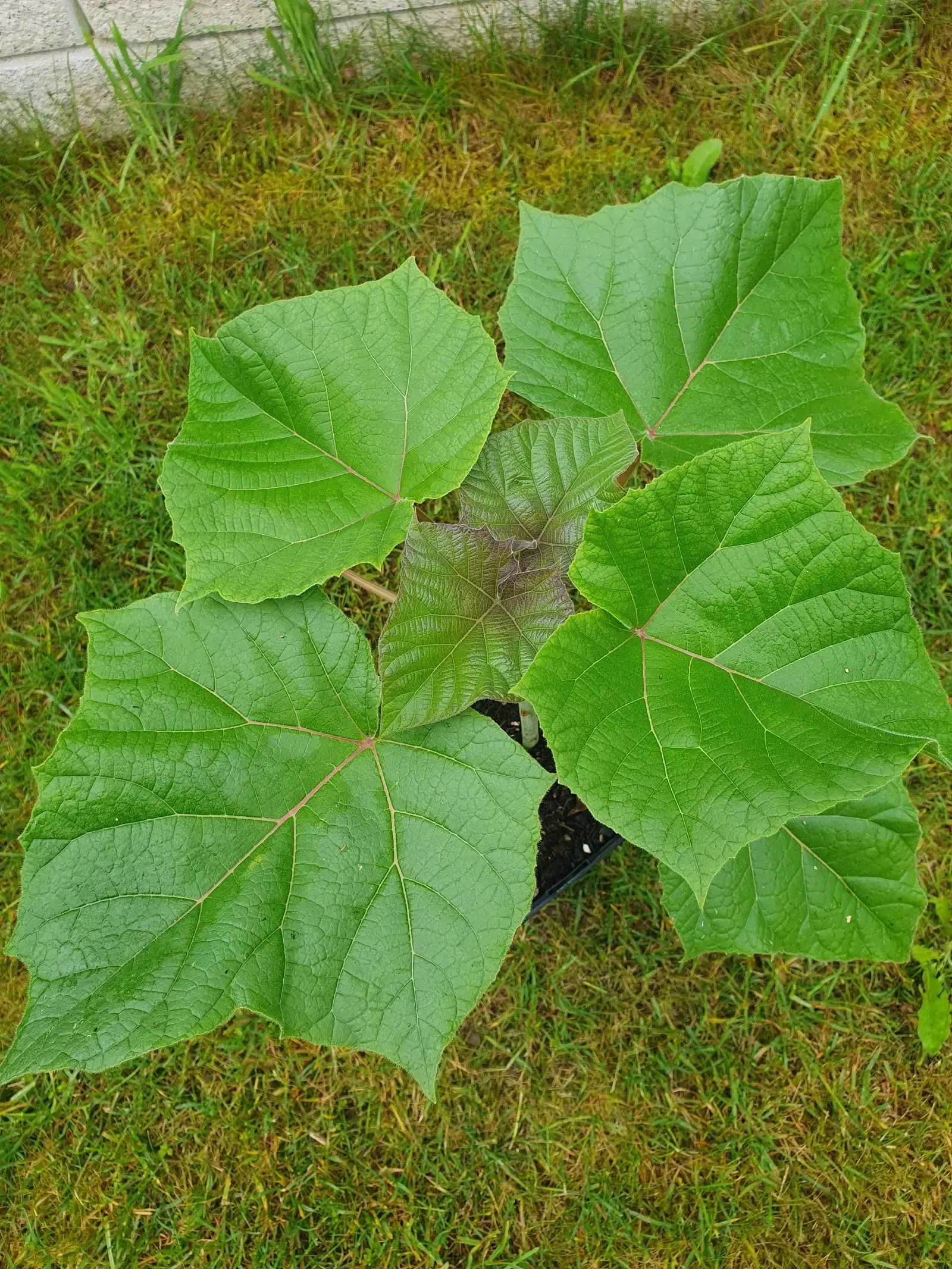 Im Gras wächst eine kleiner Paulownia/Kiribaum.