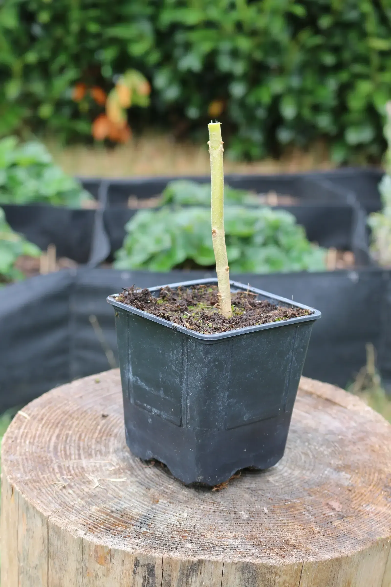 Auf einem Holzstumpf steht ein Paulownia/Kiribaum