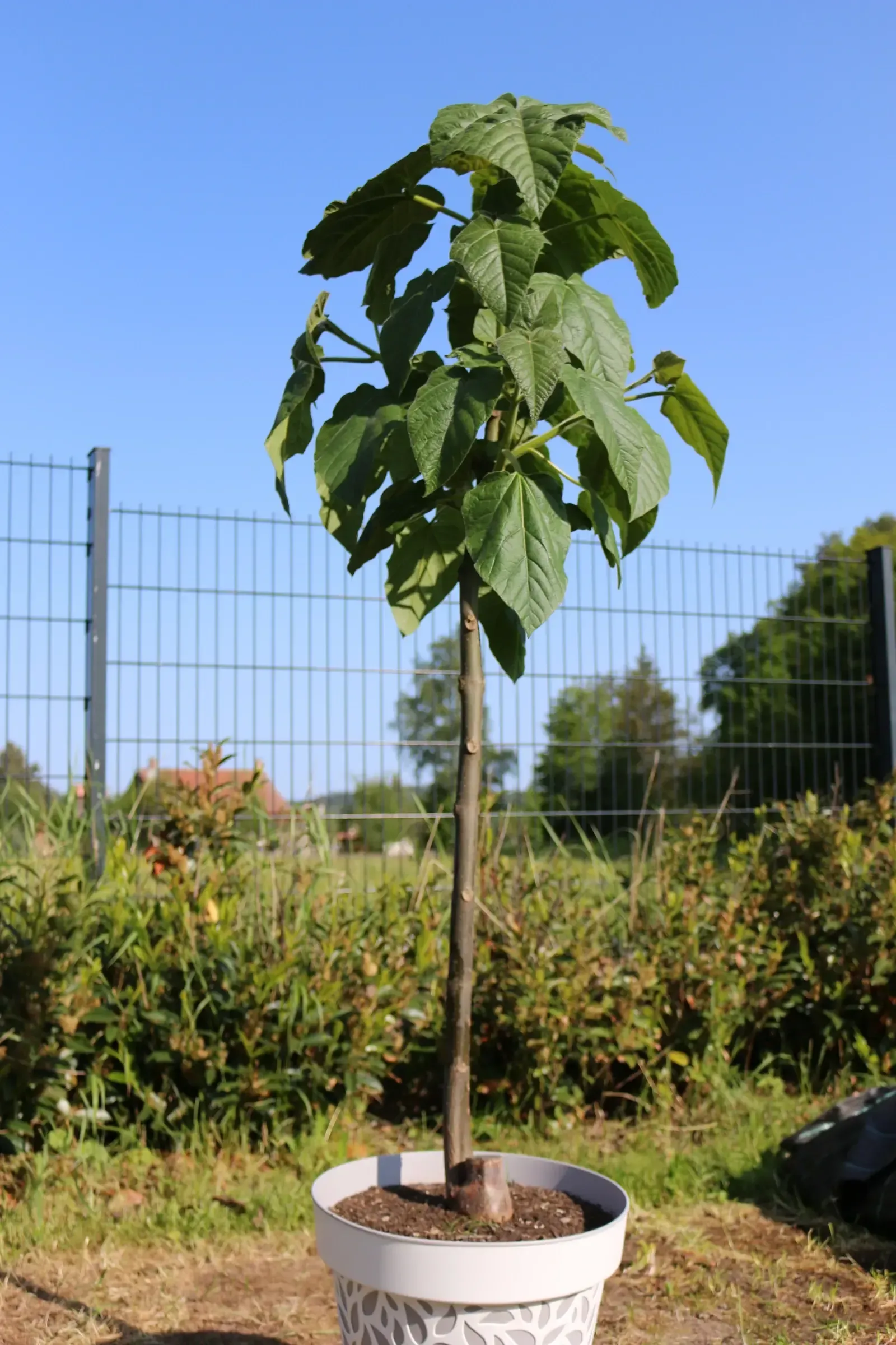 Ein kleiner Paulownia und Kiribaum in einem weißen Topf vor einem Zaun