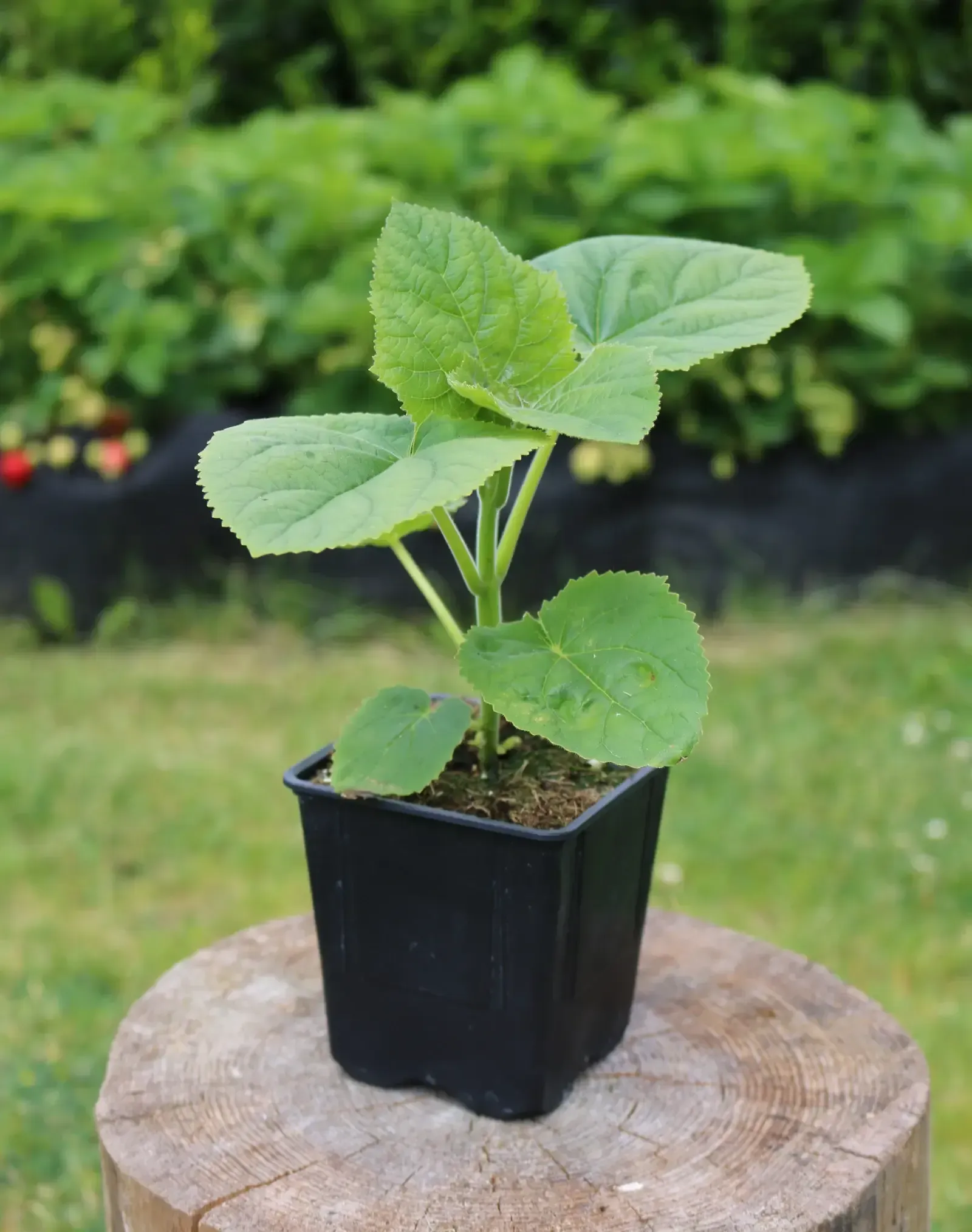 Paulownia/Kiribaum in einem schwarzen Topf steht auf einem Holzstumpf.