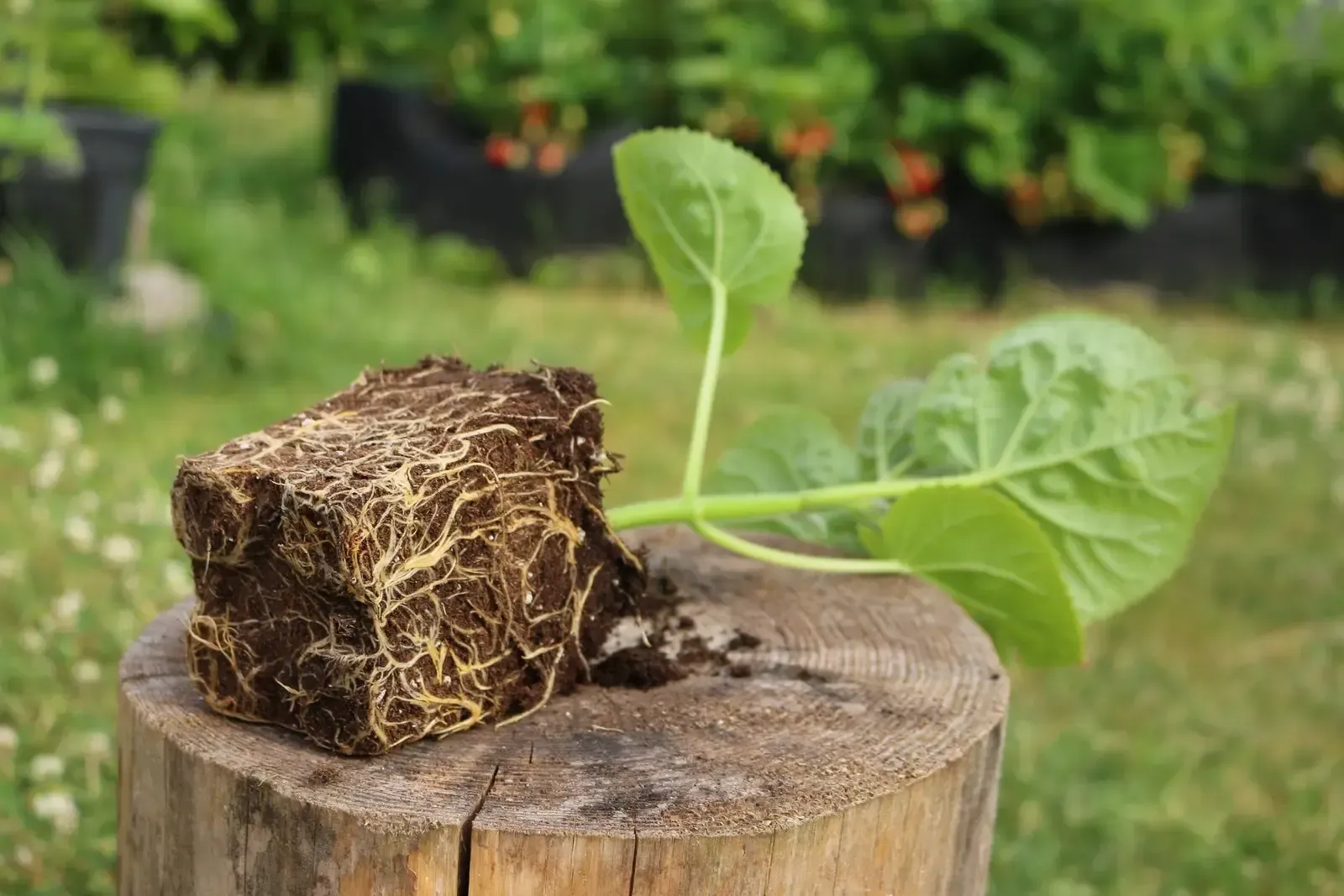 Auf einem Holzstumpf sitzt ein Paulownia und Kiribaumesetzling mit Wurzeln.