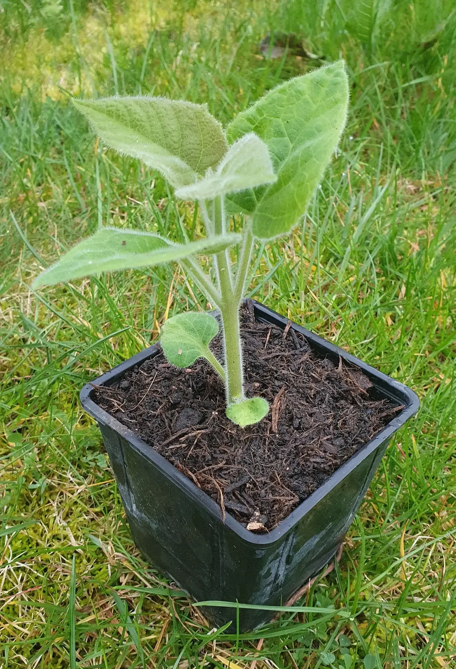 Im Gras wächst ein kleiner Paulownia/Kiribaum in einem schwarzen Topf.