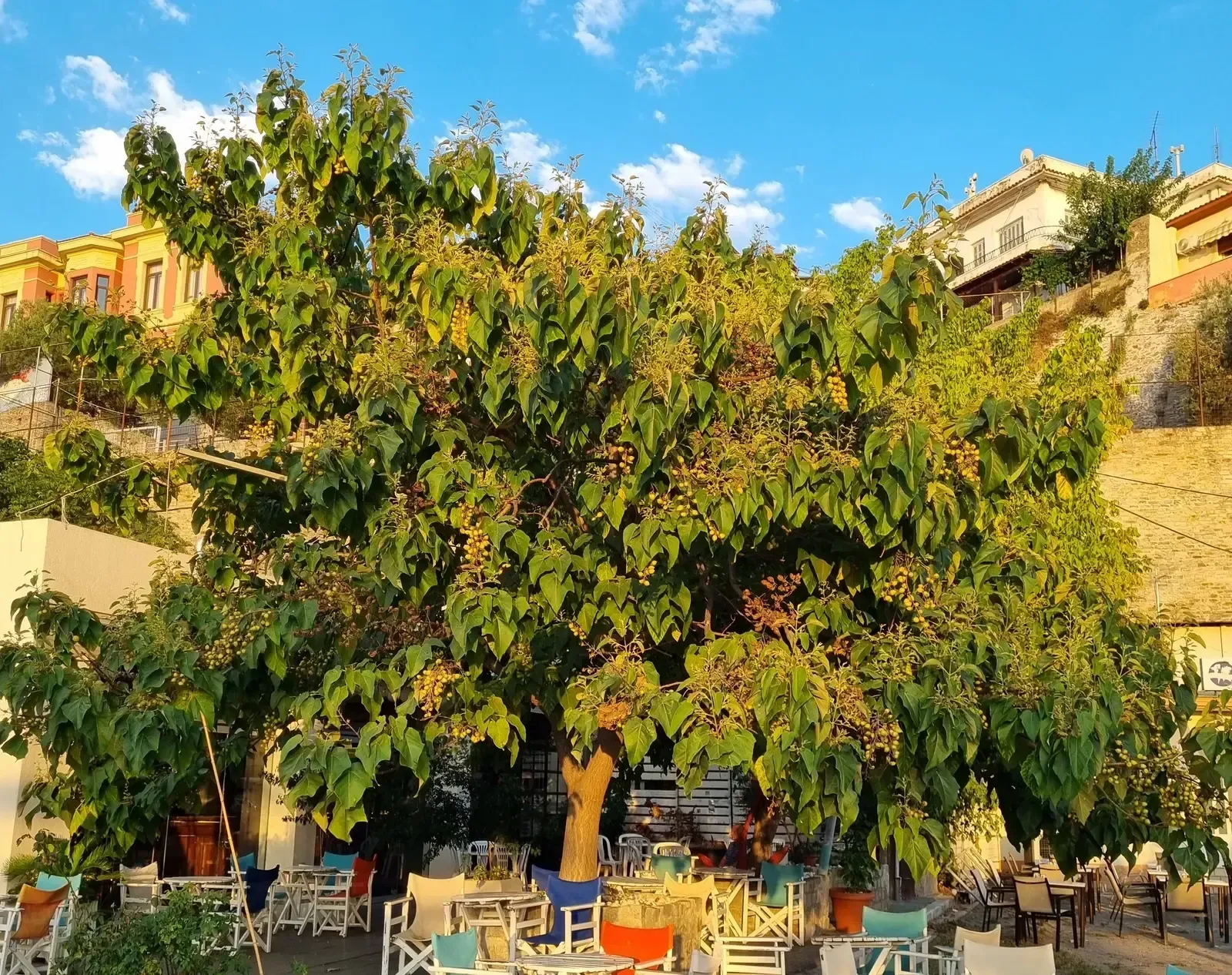 Ein Restaurant mit Tischen und Stühlen unter einem Paulownia und Kiribaum.