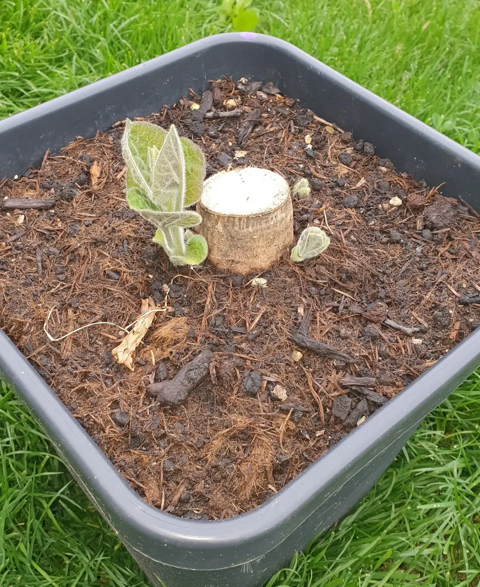 Aus einem Baumstumpf in einem Topf wächst ein kleiner Paulownia/Kiribaum.