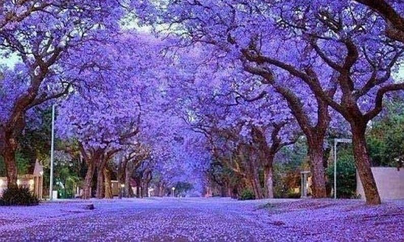 Eine Reihe lila Paulownia und Kiribäume mit lila Blüten auf dem Boden