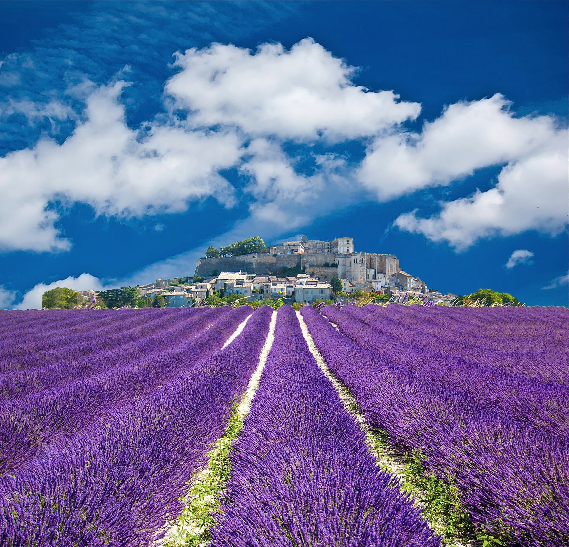 Un champ de lavance en Provence