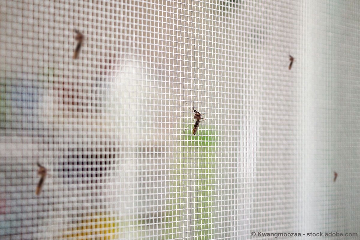 Insektenschutz Fenster