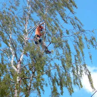 Une personne en tenue de sécurité taille un bouleau sur fond de ciel bleu.
