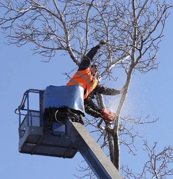 Deux ouvriers, à bord d'une nacelle élévatrice, taillent un arbre à la tronçonneuse sous un ciel bleu azur. L'un d'eux porte un gilet orange.