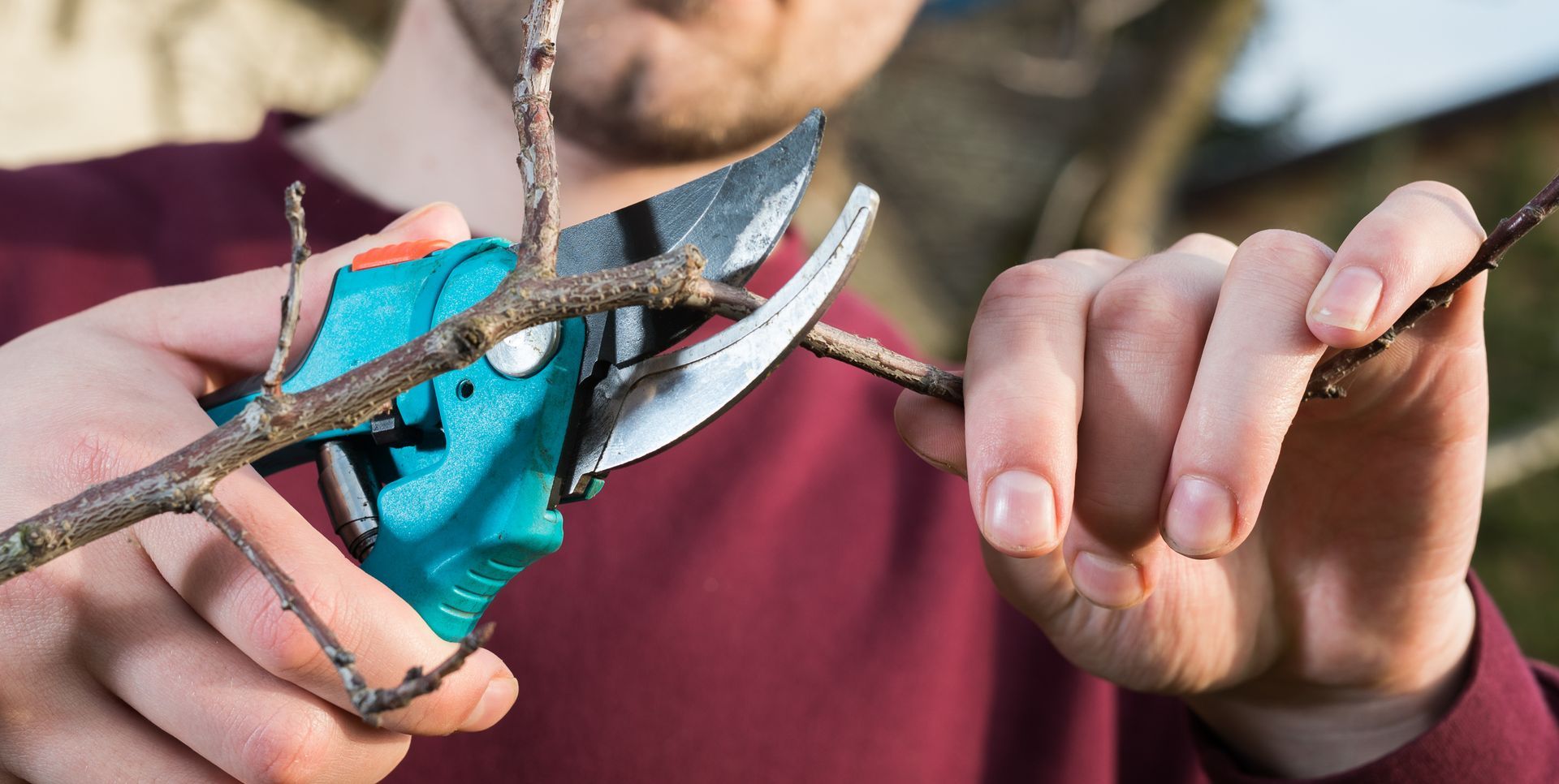 Une personne taille une branche d'arbre avec des cisailles turquoise et argentées, sur un fond flou.