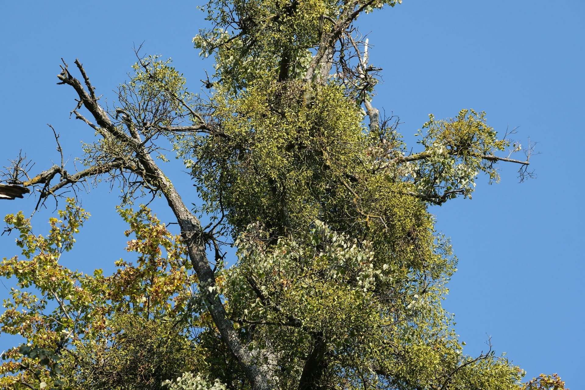 Un arbre aux larges touffes de feuilles vertes, peut-être du gui, se détachant sur un ciel bleu clair.