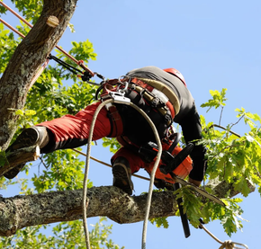 Arboriste en tenue de sécurité rouge et noire, coupant une branche d'arbre avec une scie.