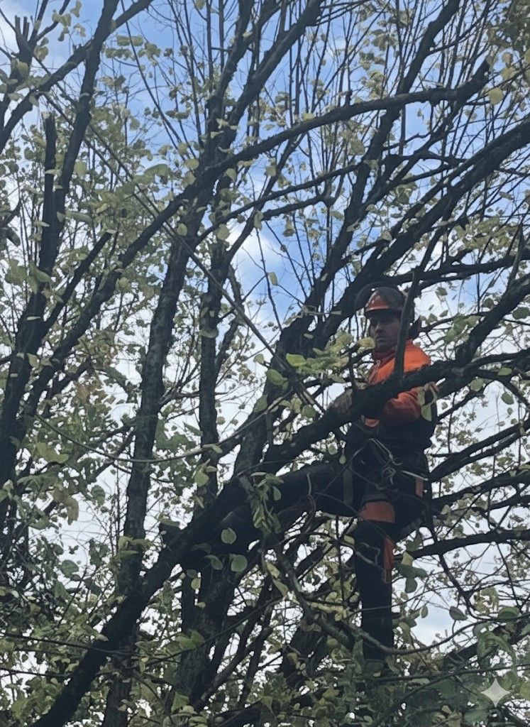 Deux ouvriers, à bord d'une nacelle élévatrice, taillent un arbre à la tronçonneuse sous un ciel bleu azur. L'un d'eux porte un gilet orange.