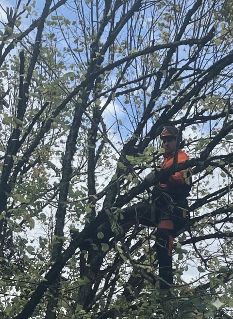 Deux ouvriers, à bord d'une nacelle élévatrice, taillent un arbre à la tronçonneuse sous un ciel bleu azur. L'un d'eux porte un gilet orange.