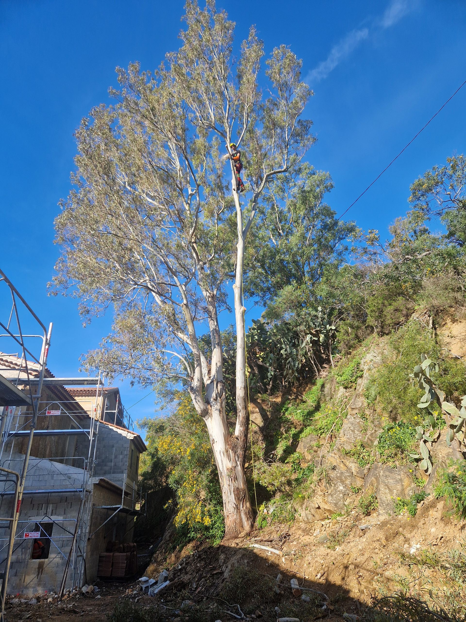 Un arbre prêt à être élaguer
