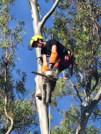 Un paysagiste en train d'élaguer un arbre