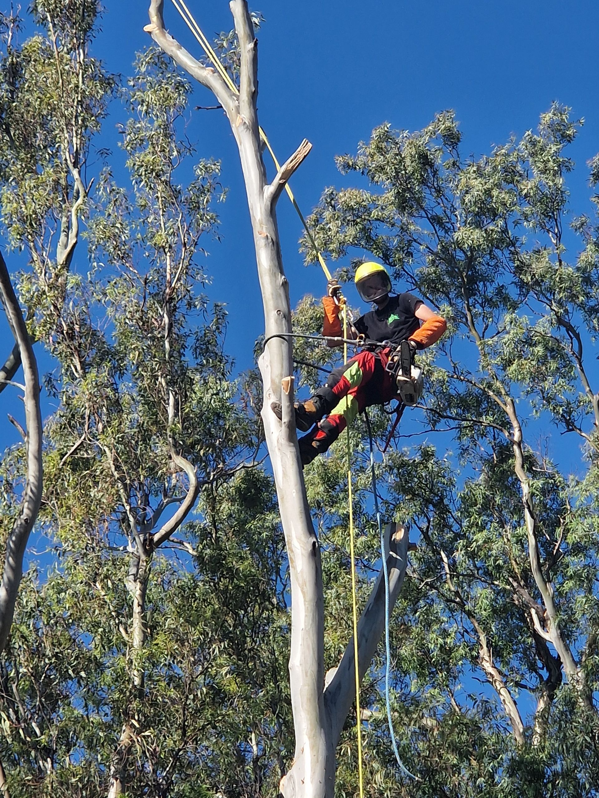 Ethan Bergeret effectuant l'élagage d'un arbre