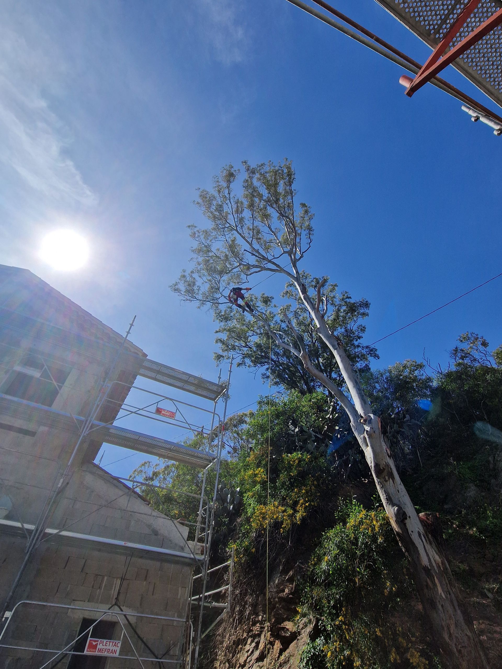 Travaux d'élagage près d'une maison