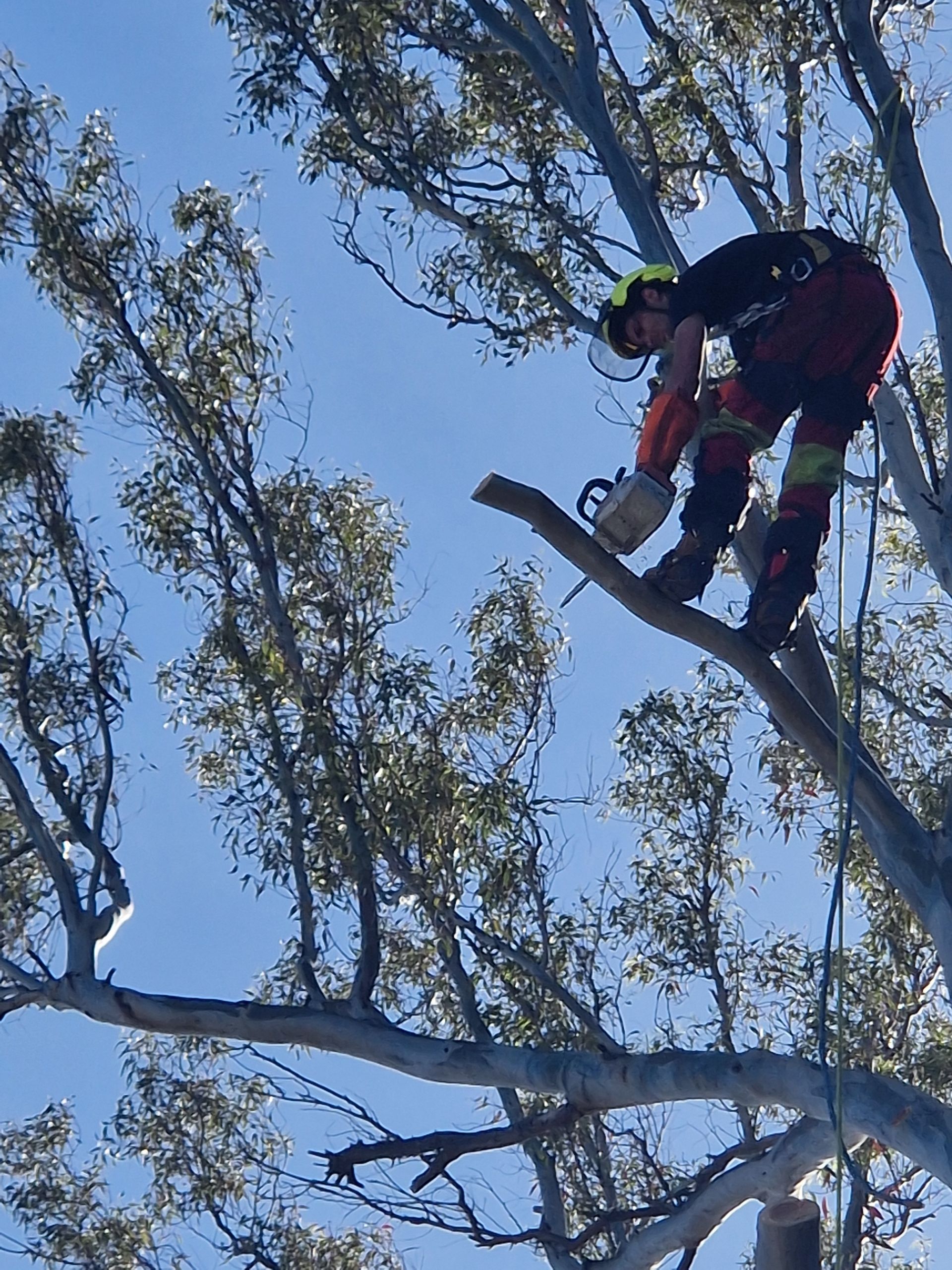 Un élagueur qui tronçonne la branche d'un arbre