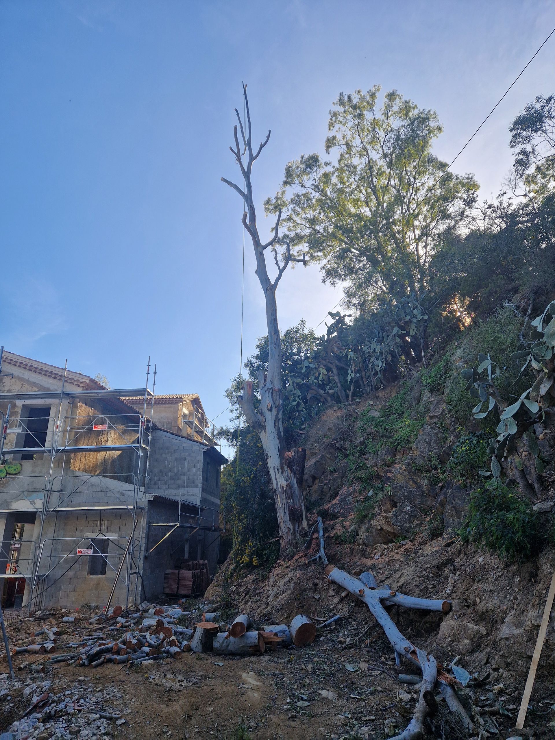 Un arbre en train d'être abattu par démontage