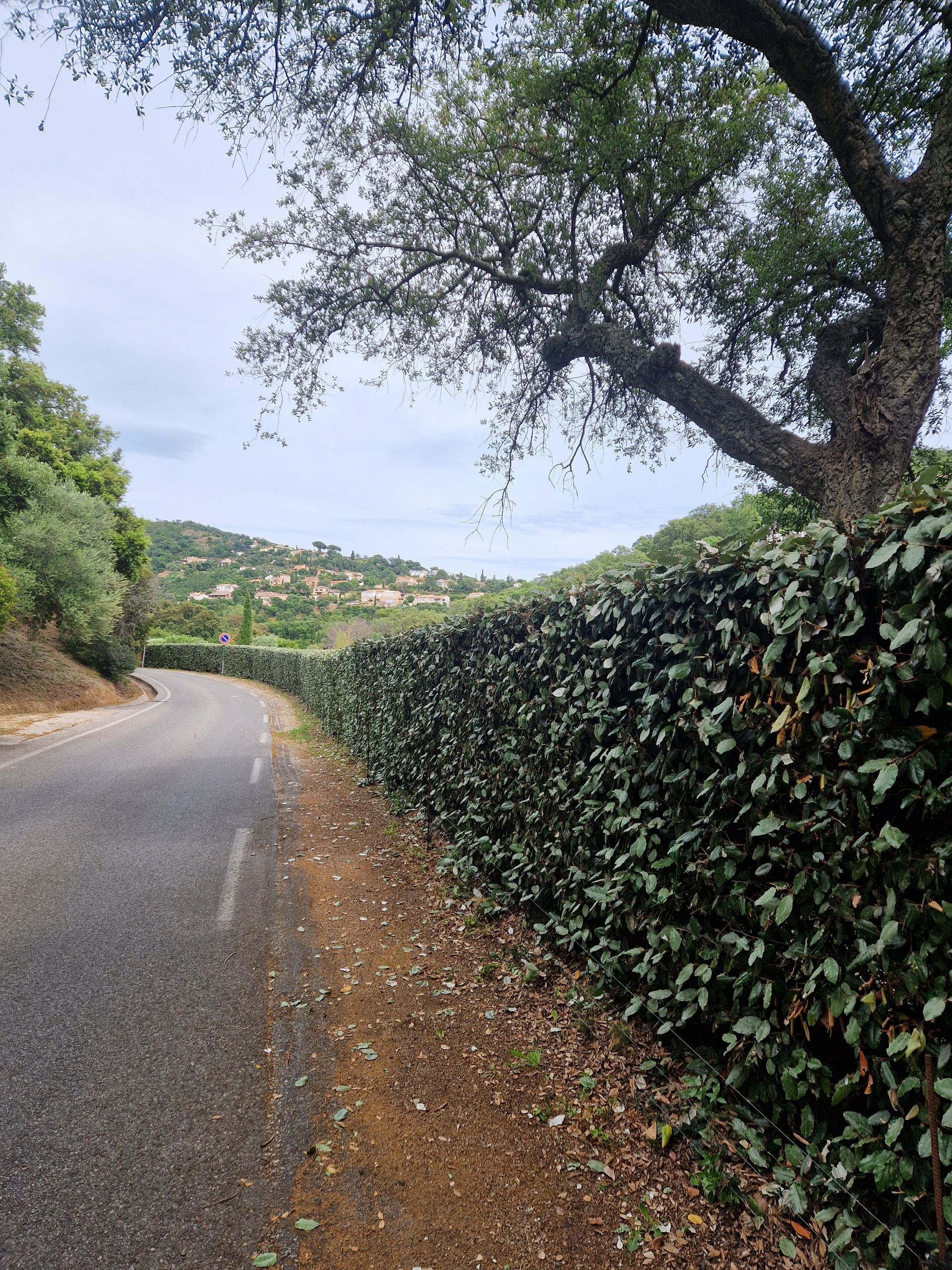 Une haie taillée