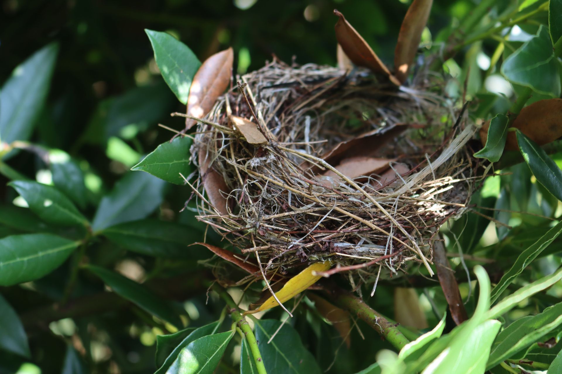 Un nid d'oiseau dans une haie