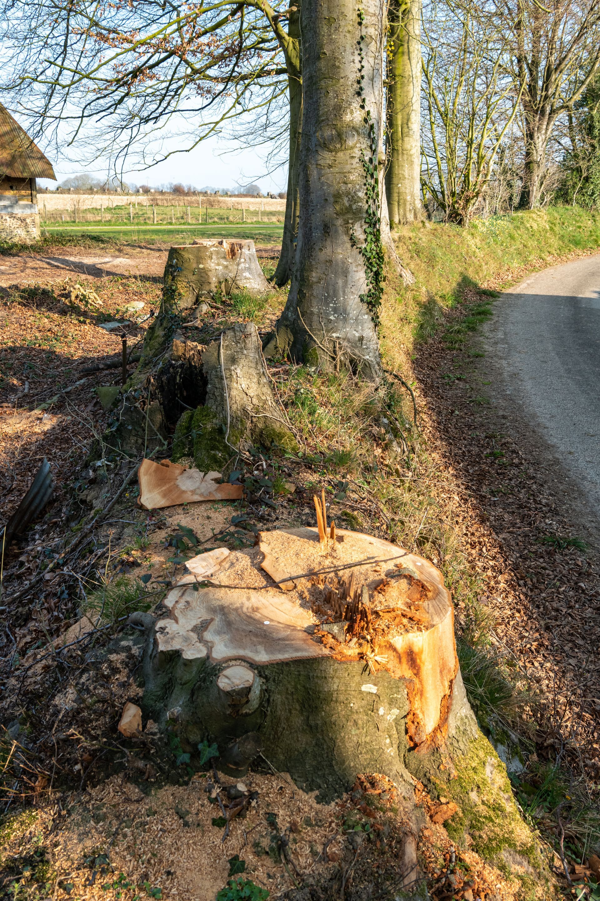 Souche d'un arbre abattu