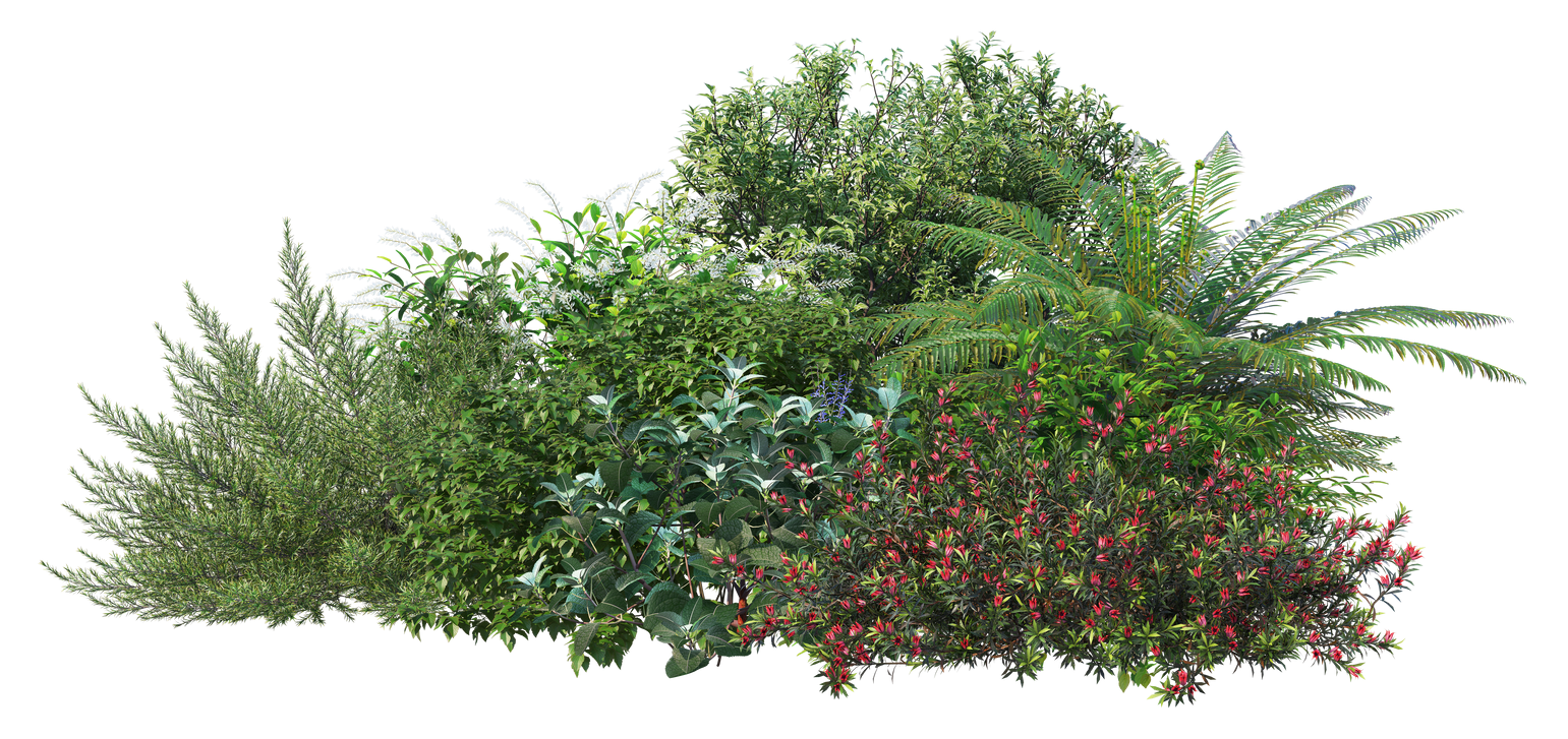 Un massif de plantes